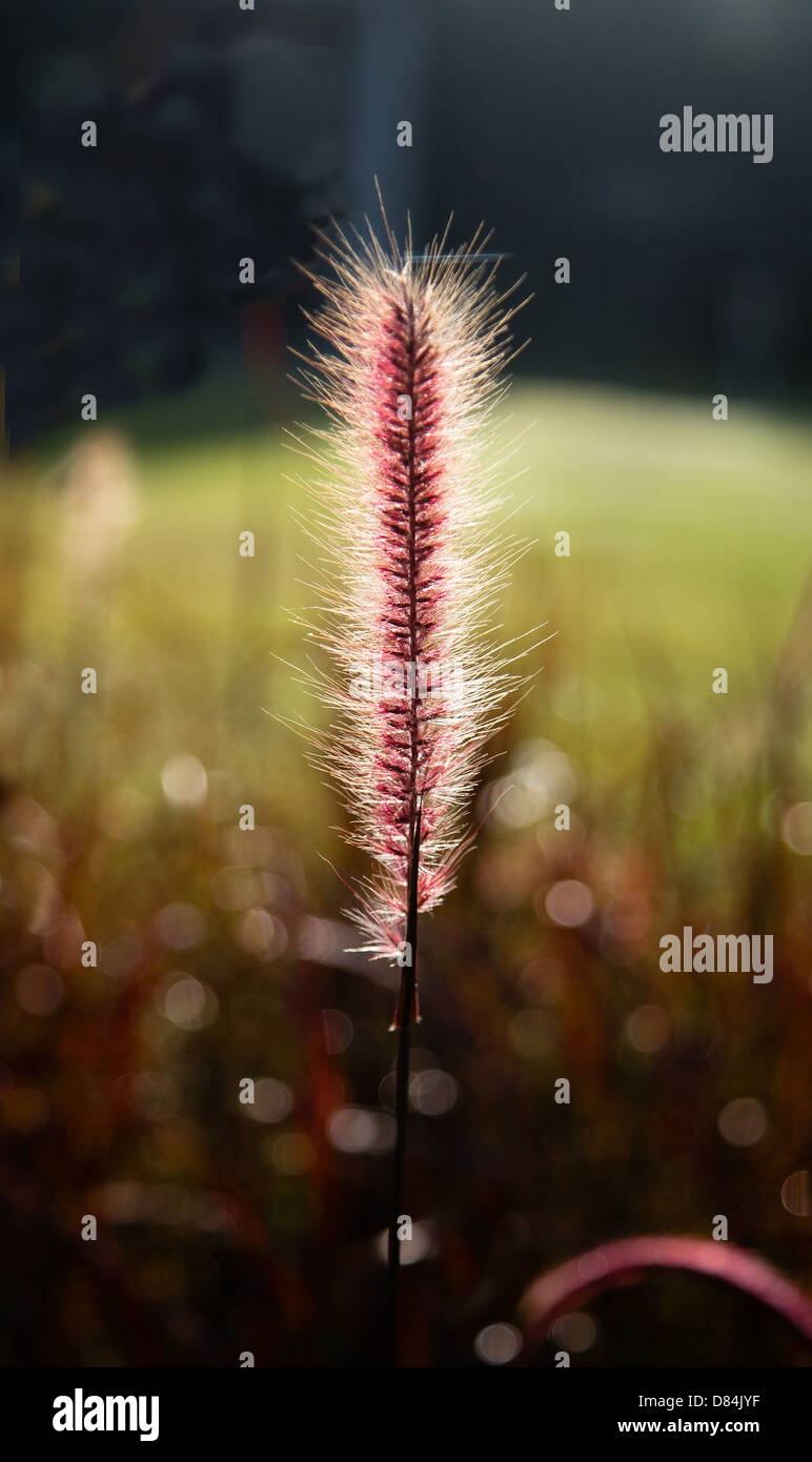 Single flower head of Fountain Grass possibly Pennisetum alopecuroides in a tropical garden Stock Photo