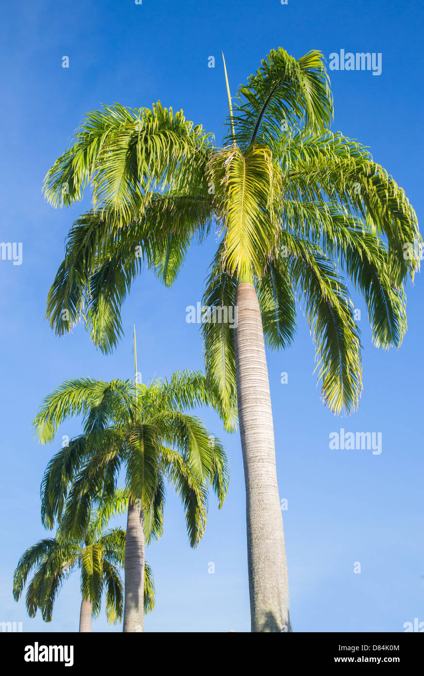Coconut fronds palm leaves hi-res stock photography and images - Alamy