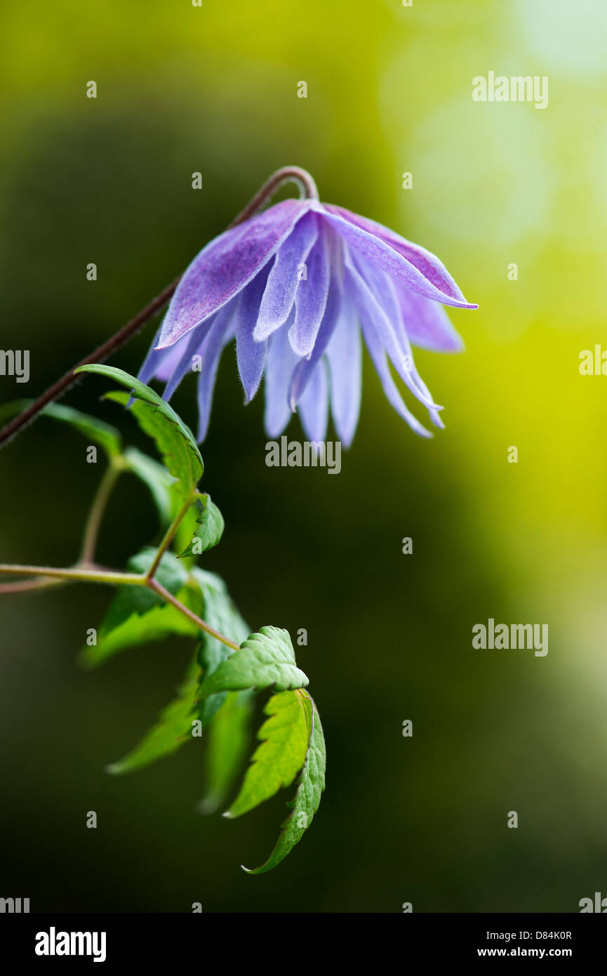 Clematis macropetala 'lagoon' flower. Clematis alpina Blue Lagoon Stock Photo