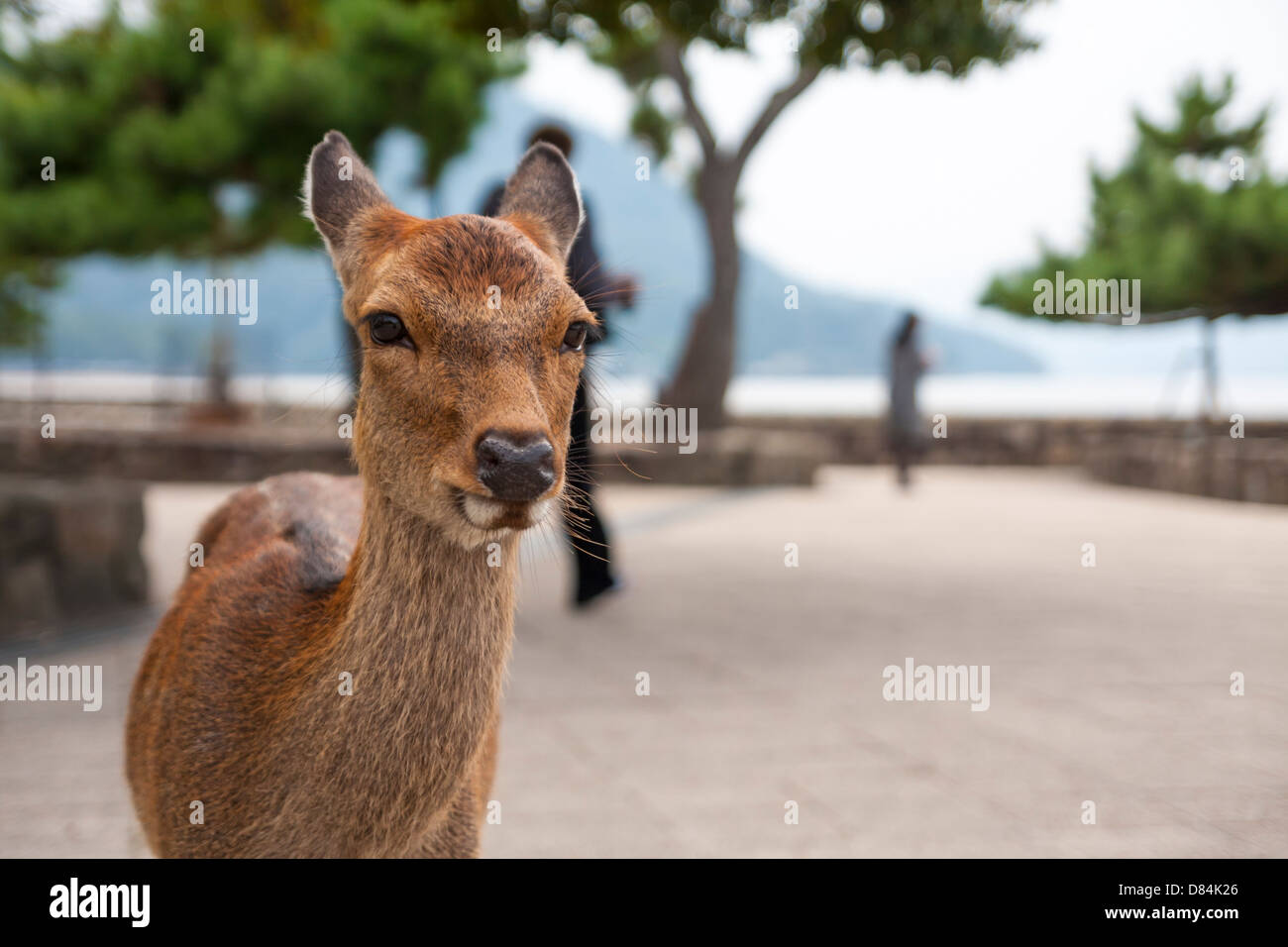 A spotted deer staring at camera at Miyajima Island in Japan on a rainy day. Stock Photo