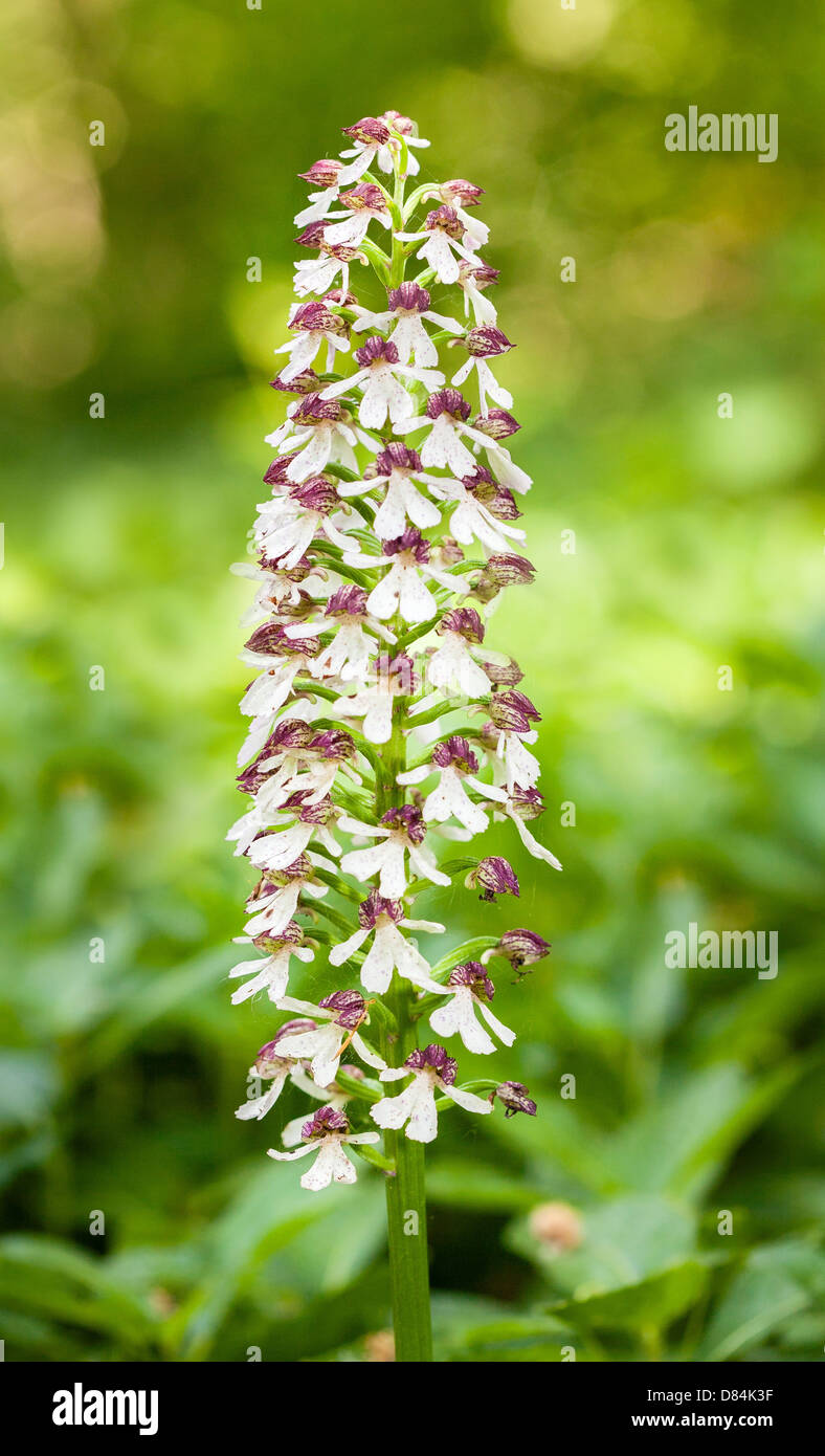 Large flower spike of the rare Lady Orchid Orchis purpurea at Yockletts Bank in Kent Stock Photo