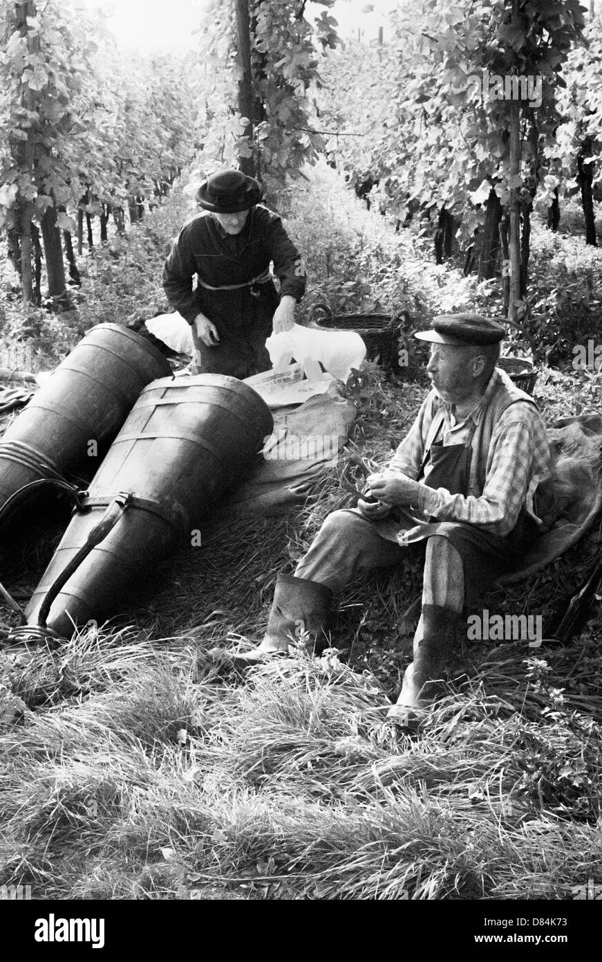 1963 Elderly senior grape pickers at lunchtime in vineyard Alsace France Europe Stock Photo