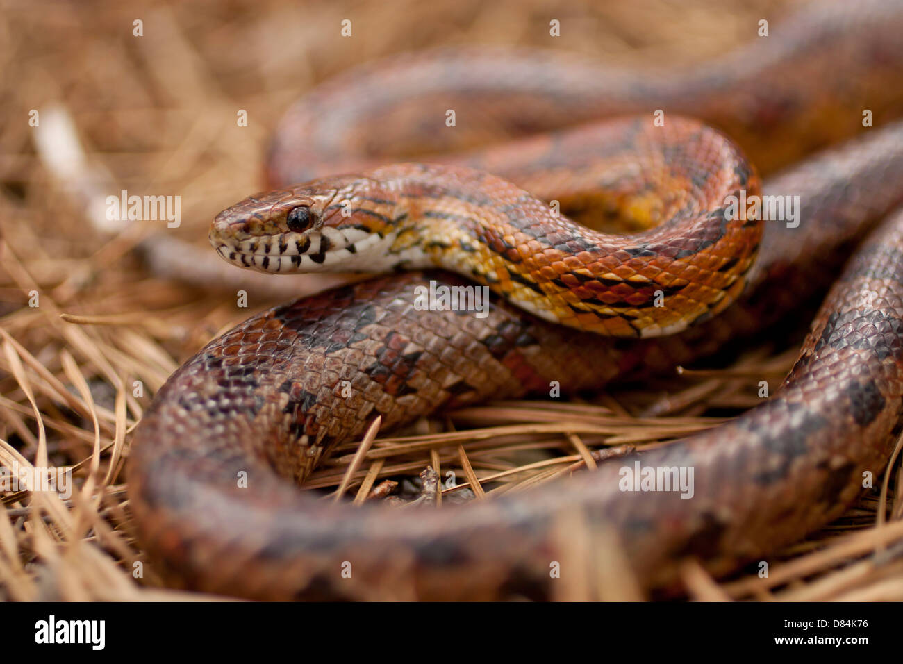 Cropped view of an endangered New Jersey Corn snake Pantherophis guttatus Stock Photo Alamy