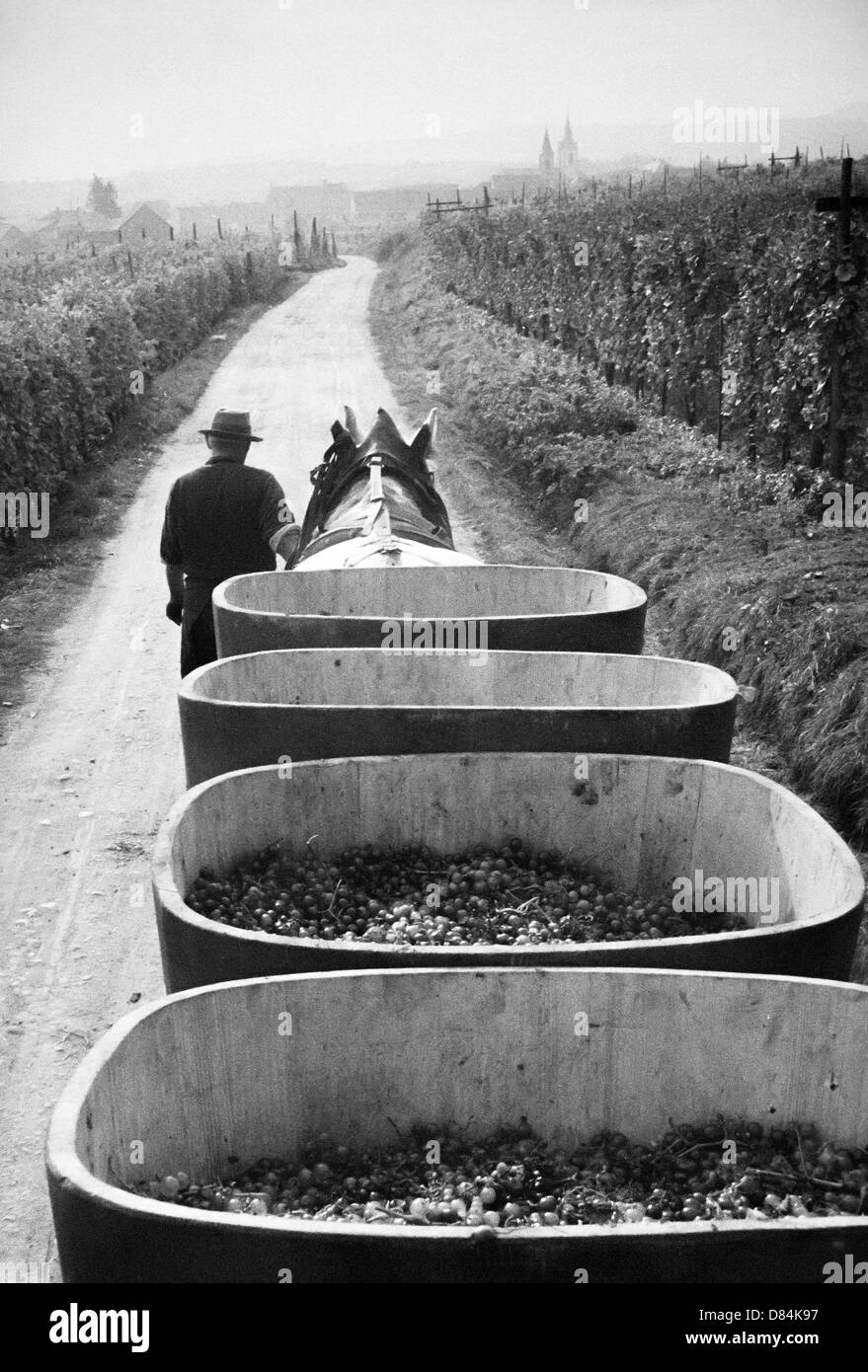 1963 Horse-drawn trailer with grape harvest Alsace France Europe Stock Photo