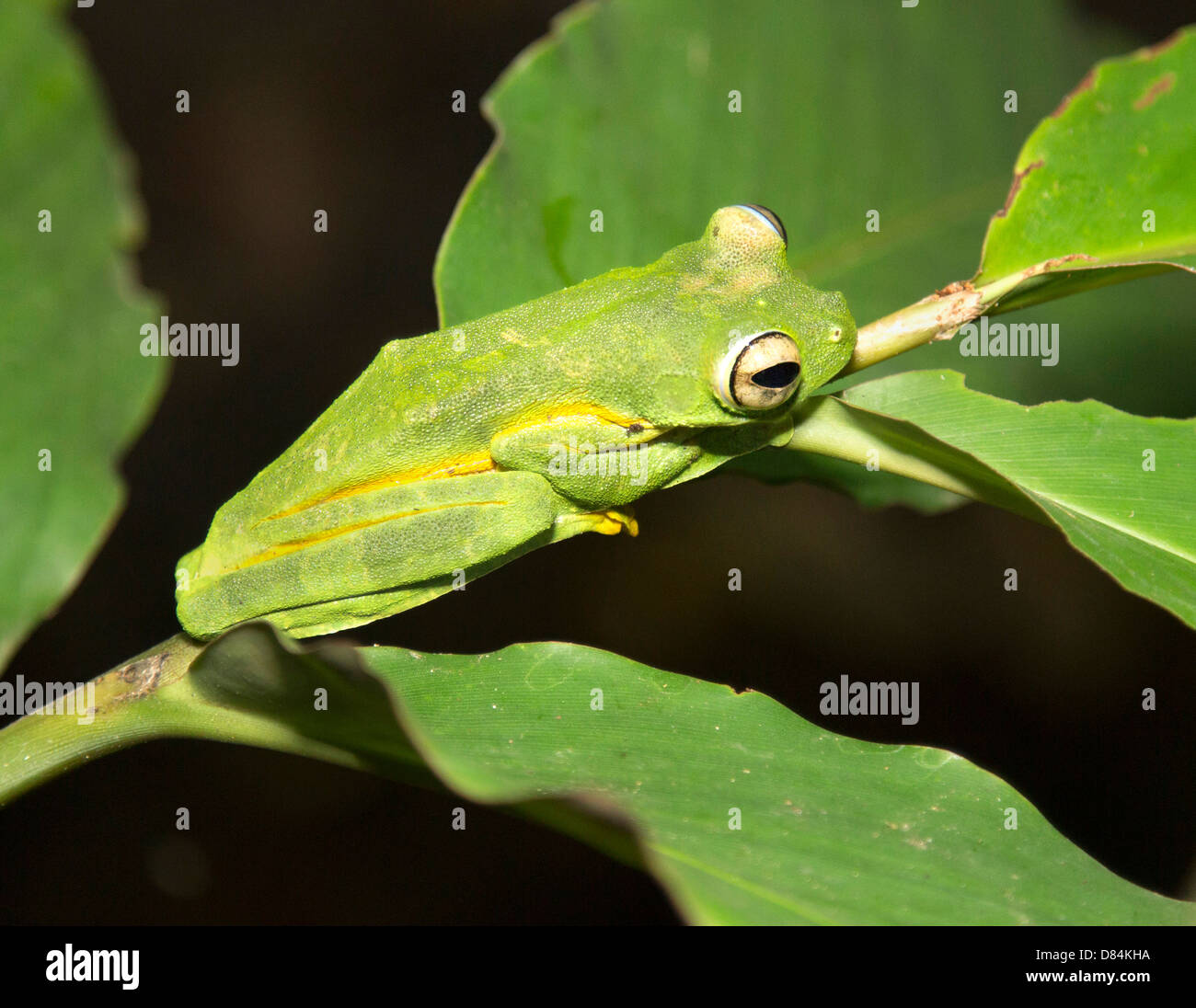 Wallace's Flying Frog on vegetation above a temporary rainforest pool in the danum Valley Borneo Stock Photo