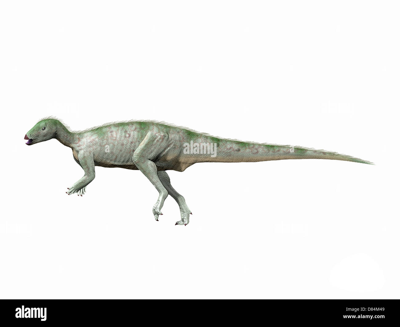 Hypsilophodon dinosaur running or jumping - 3D render Stock Photo - Alamy