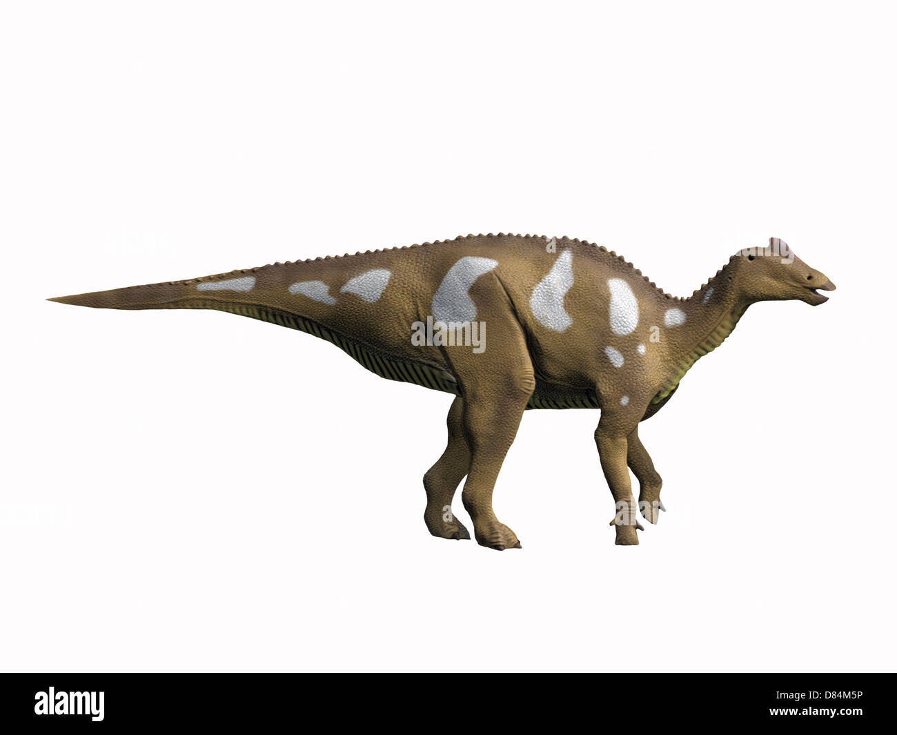 Arenysaurus hi-res stock photography and images - Alamy