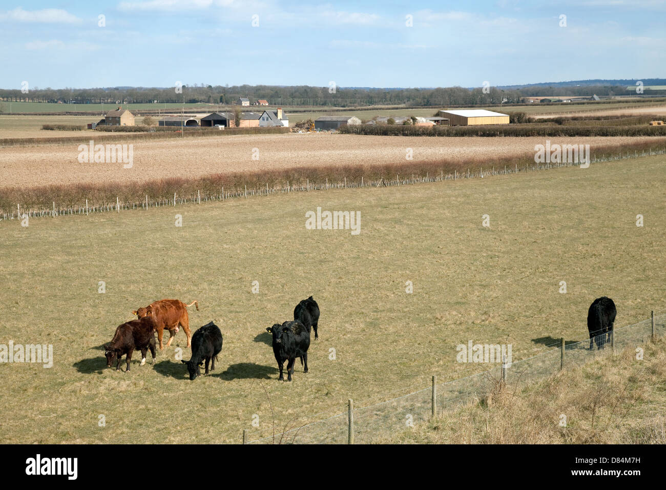 Cows on an east Cambridgeshire farm near Swaffham Prior, example of agriculture or farming, Cambridgeshire East Anglia UK Stock Photo