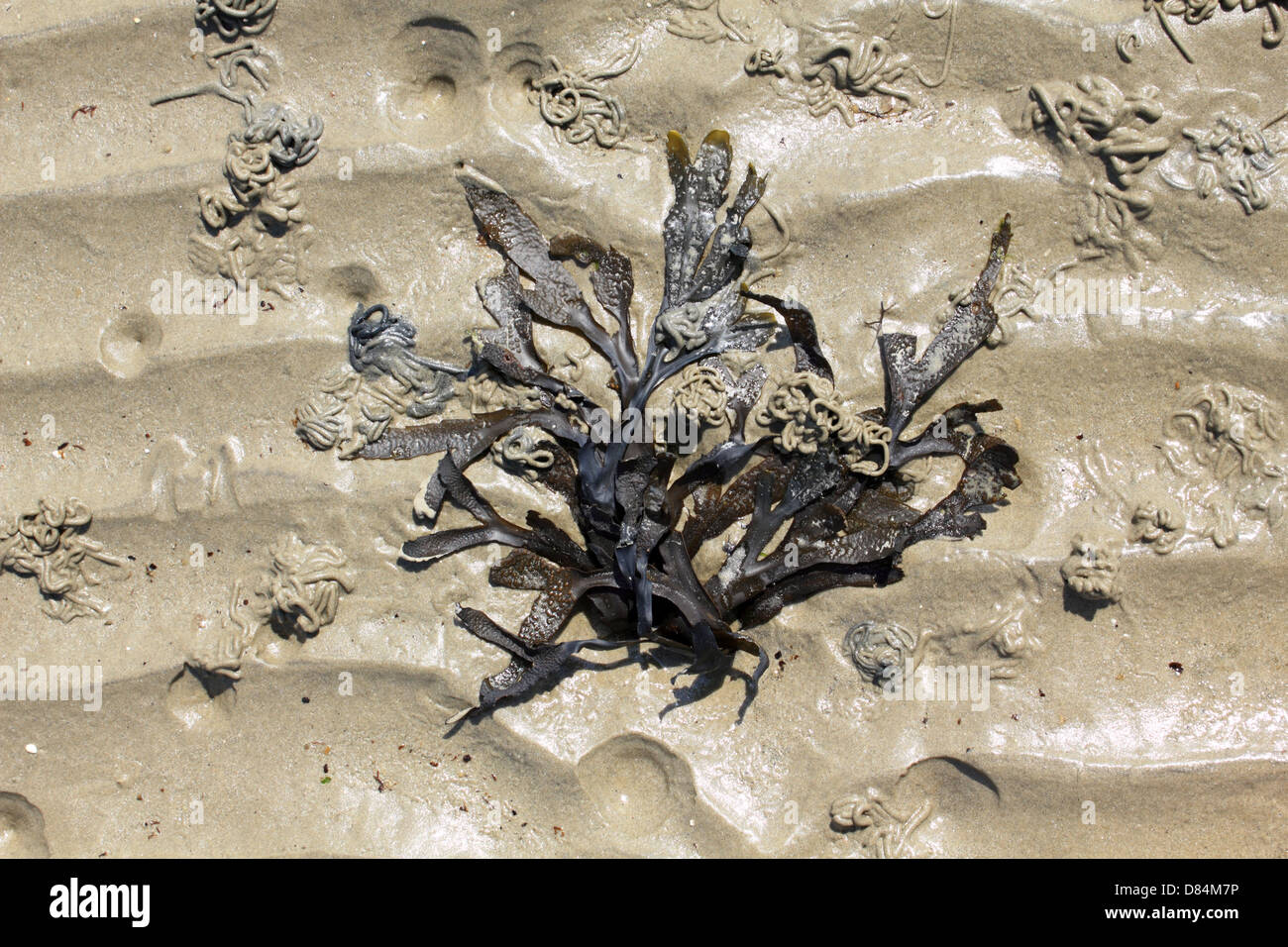 GoringbySea, West Sussex, England UK Stock Photo Alamy