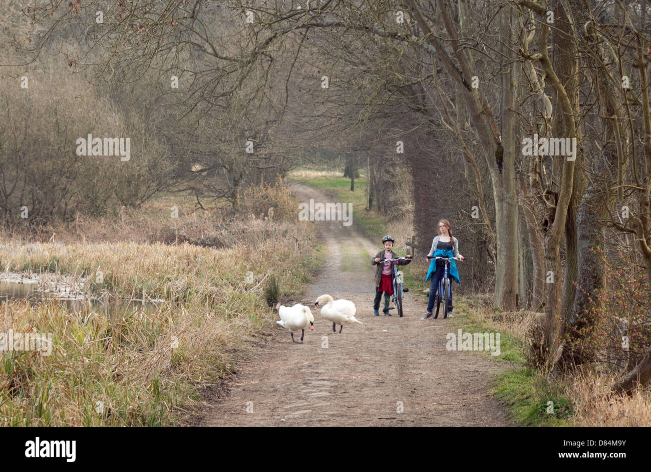 Children, swans and woodland trees in a Suffolk countryside scene, Ickworth, Suffolk UK Stock Photo