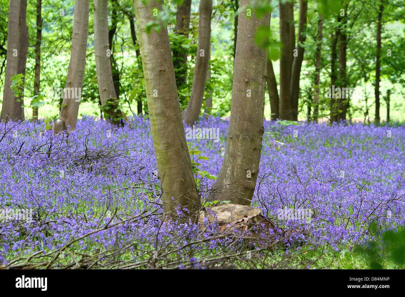 Everton, UK. 19th May, 2013. A carpet of bluebells aplenty in the woods at Everton, Bedfordshire. How fitting, same colour as Everton Football club near the village with the same name in Bedfordshire - May 19th 2013  Photo by Keith Mayhew/Alamy Live News Stock Photo
