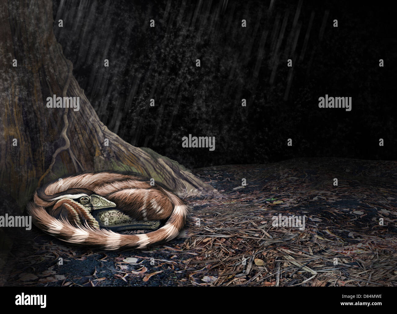 A Mei long curls up beside the roots of a tree to shelter from the rain Stock Photo