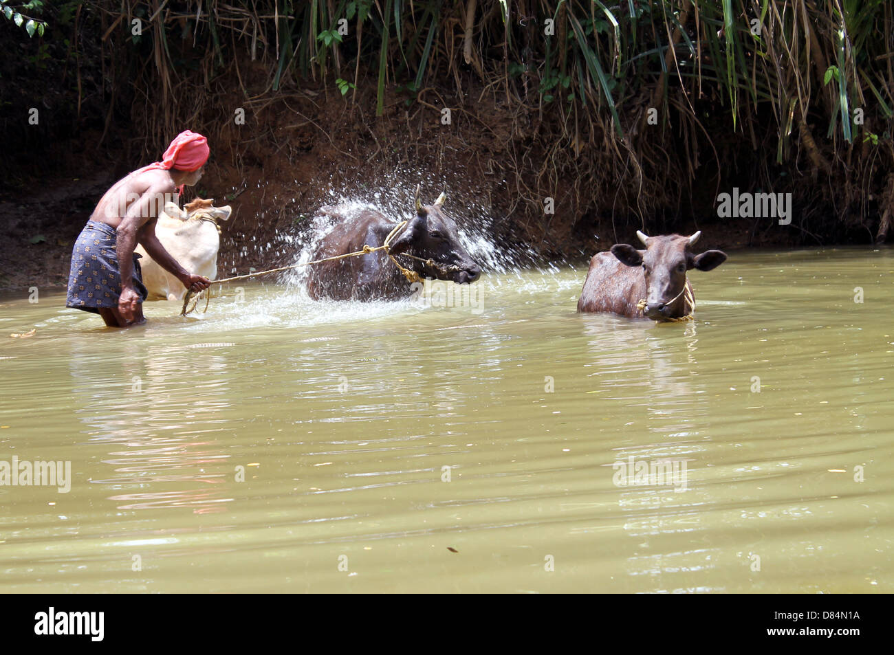 River bathing cow hires stock photography and images Alamy