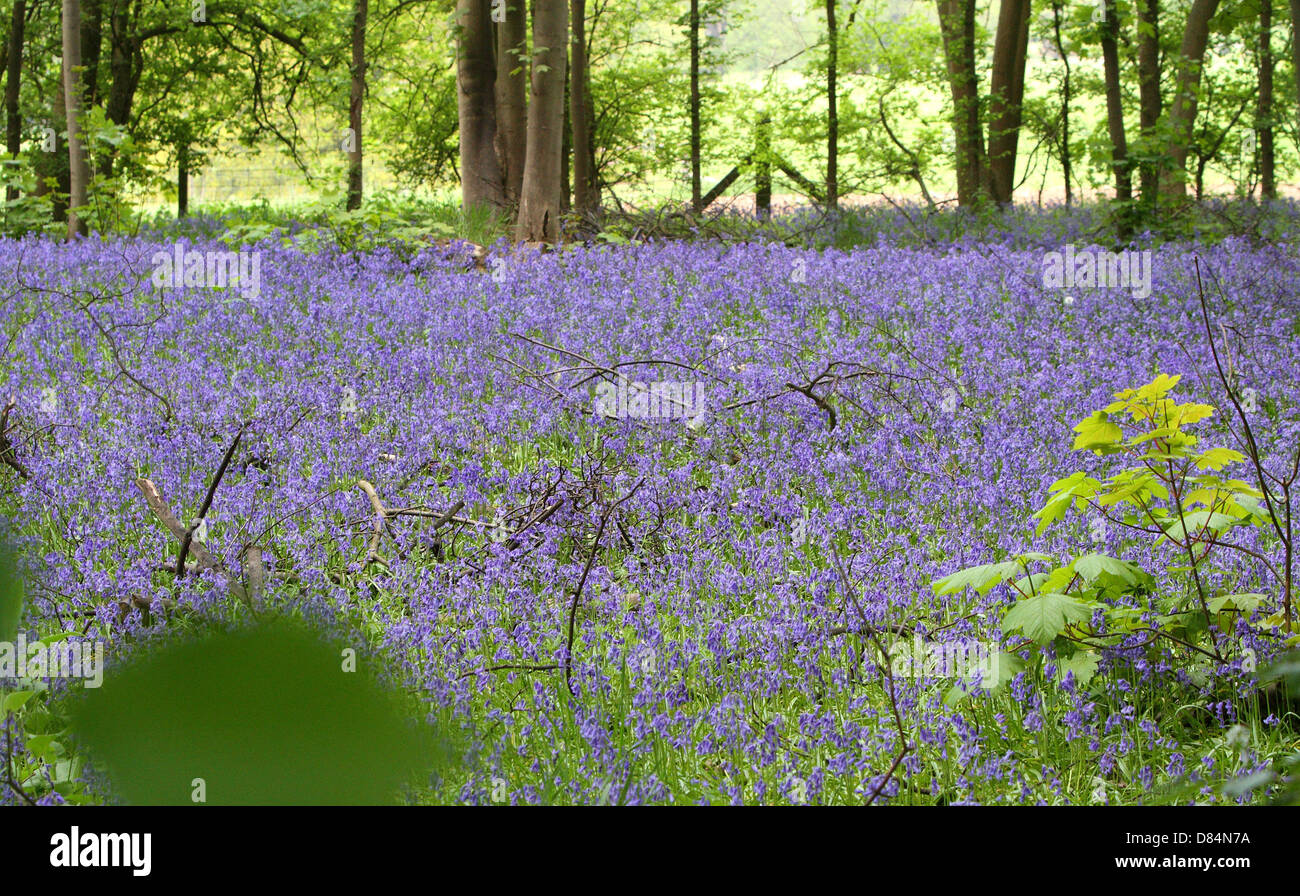 Everton, UK. 19th May, 2013. A carpet of bluebells aplenty in the woods at Everton, Bedfordshire. How fitting, same colour as Everton Football club near the village with the same name in Bedfordshire - May 19th 2013  Photo by Keith Mayhew/Alamy Live News Stock Photo