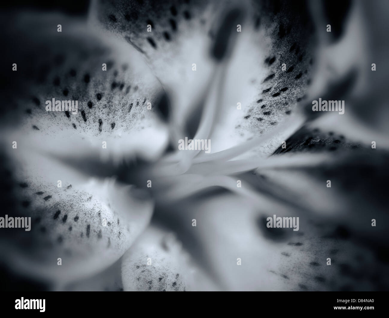 Close up of Oriental Lily flower Stock Photo