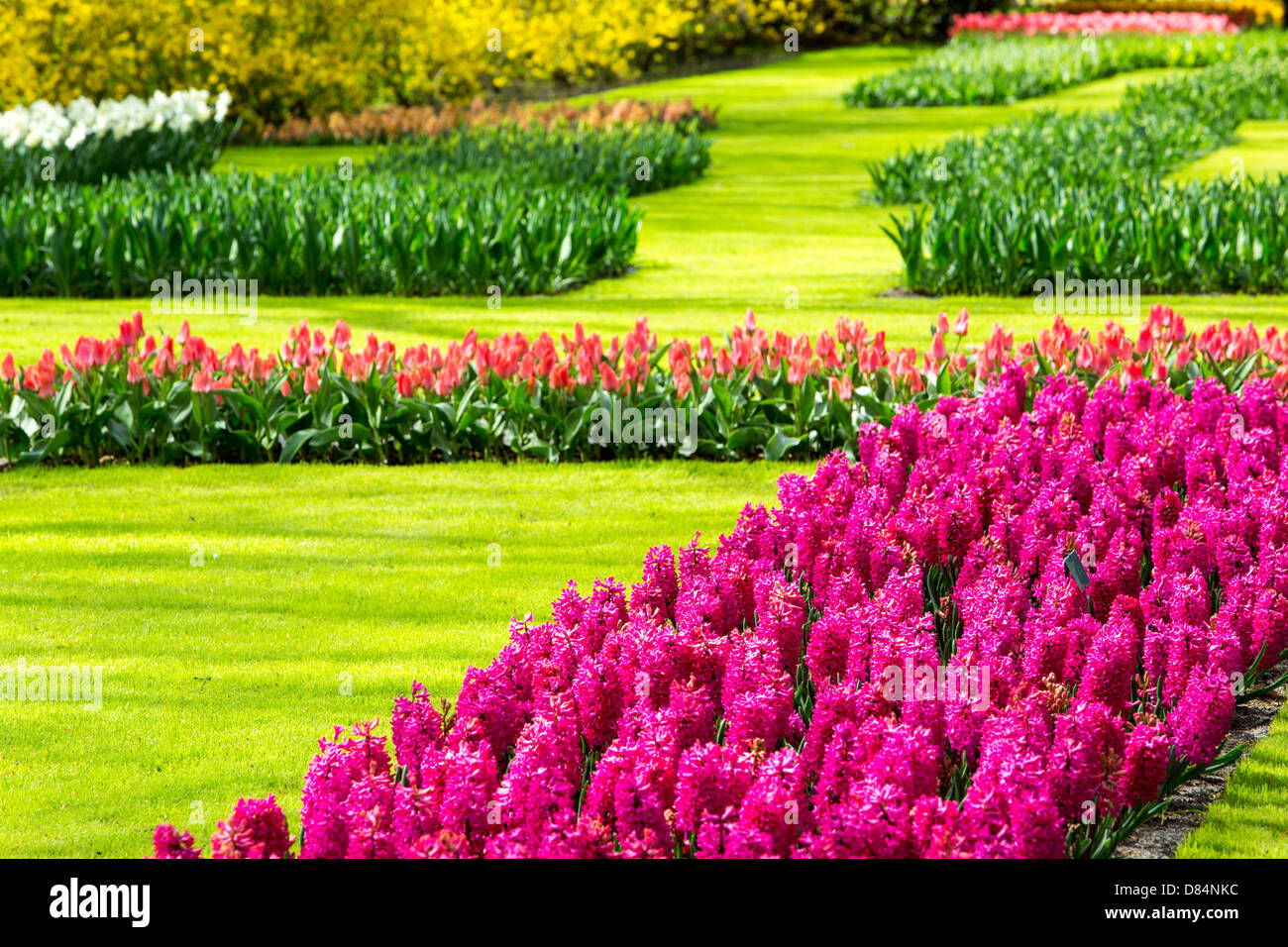 the world famous keukenhof gardens near lisse, holland, the best