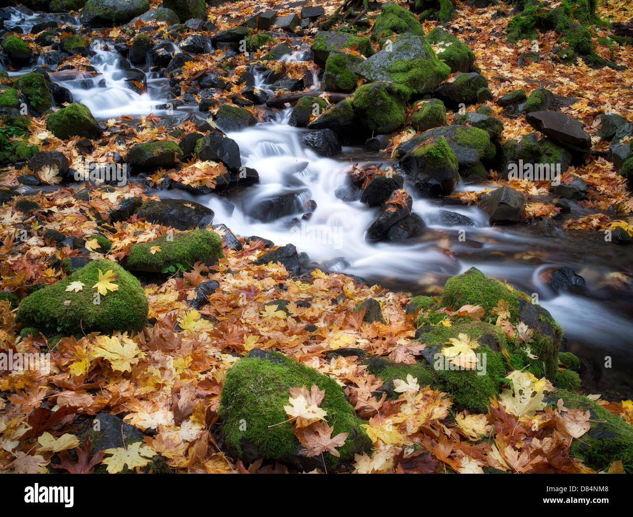 Starvation Creek and fall colored Big Leaf Maple leaves. Columbia River Gorge National Scenic Area, Oregon Stock Photo