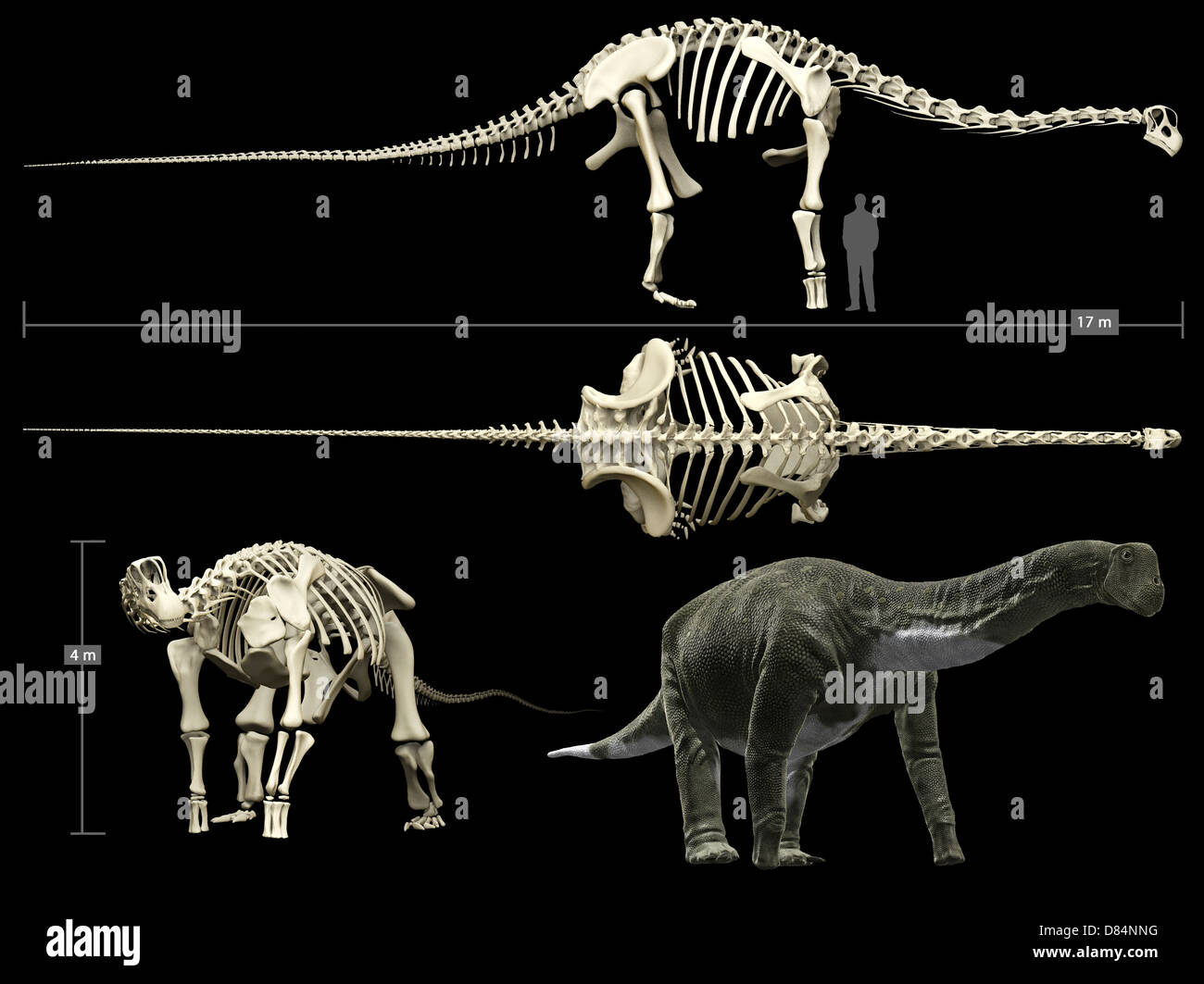 Anatomy of a Titanosaur. Stock Photo