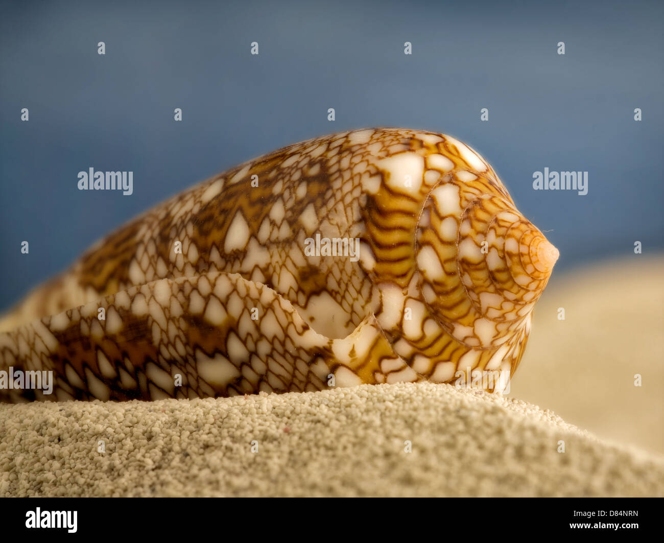 Close up of Textile Cone seashell on beach sand. Stock Photo