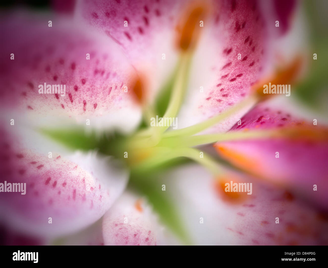 Close up of Oriental Lily flower Stock Photo