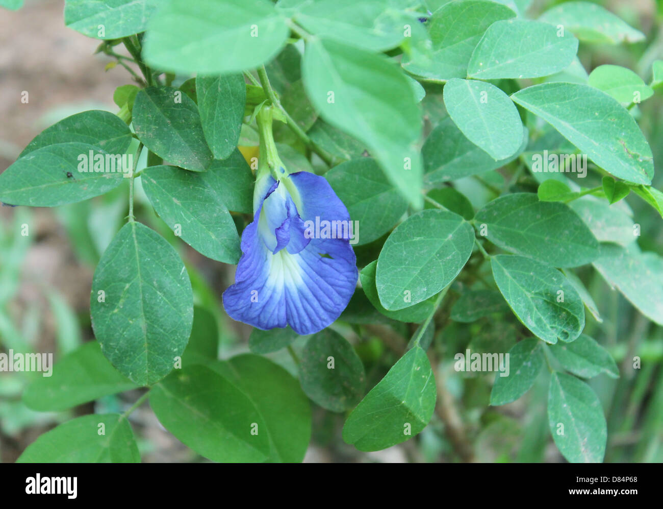 Butterfly pea hires stock photography and images Alamy