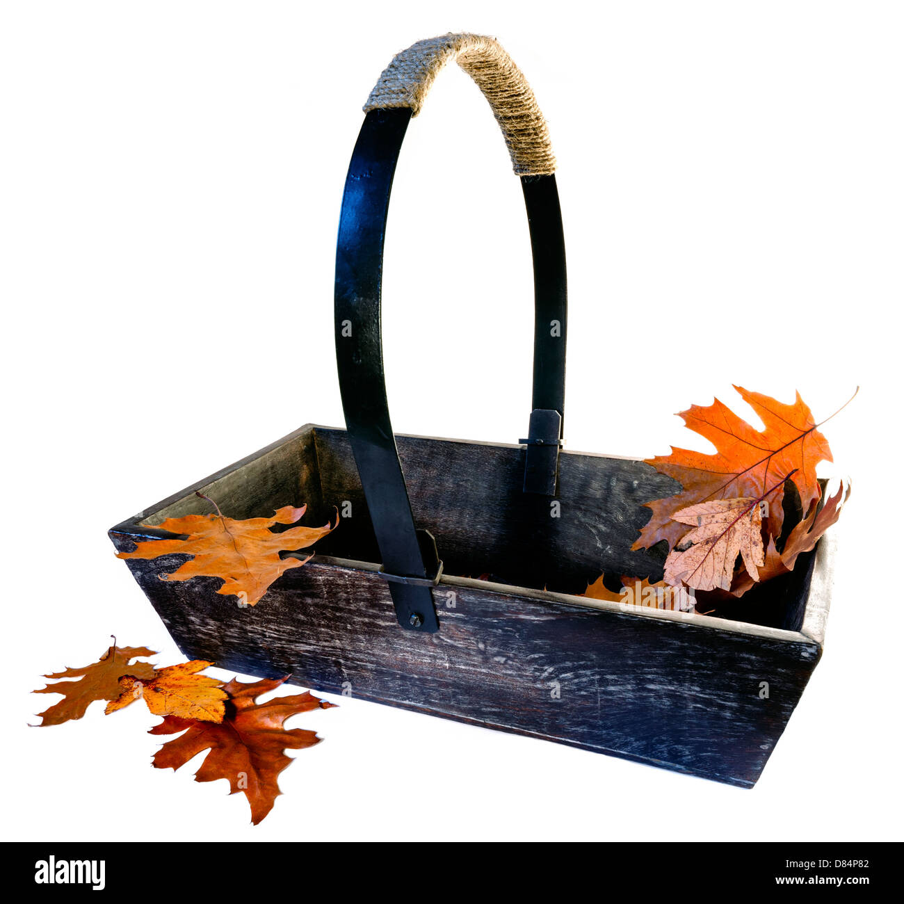 Old wooden gardening trug filled with Autumn leaves. Stock Photo