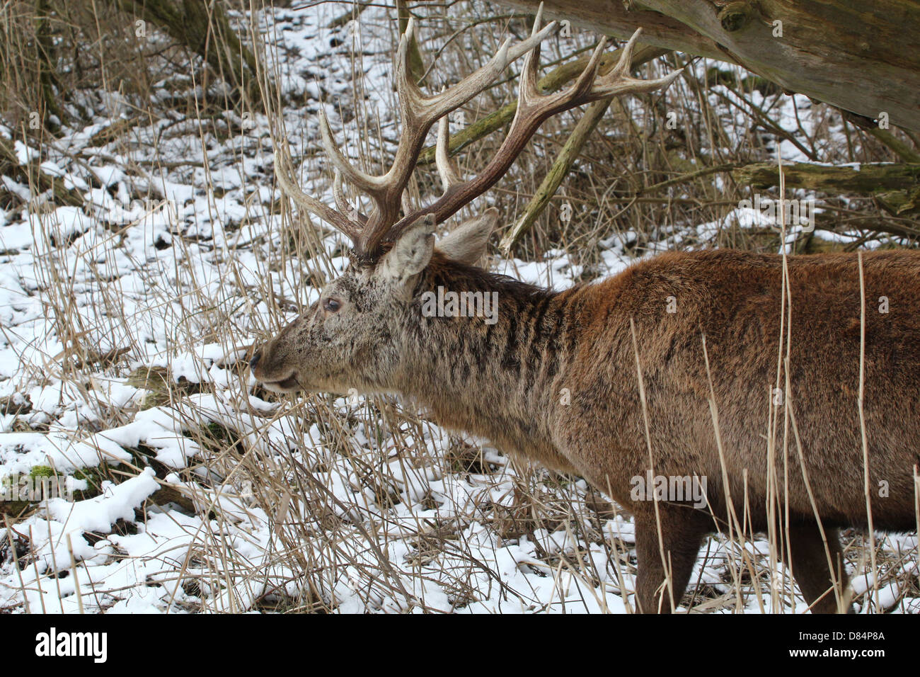 Close-up of a mature antlered  Red Deer stag (Cervus elaphus) walking trough a forest in a winter setting Stock Photo