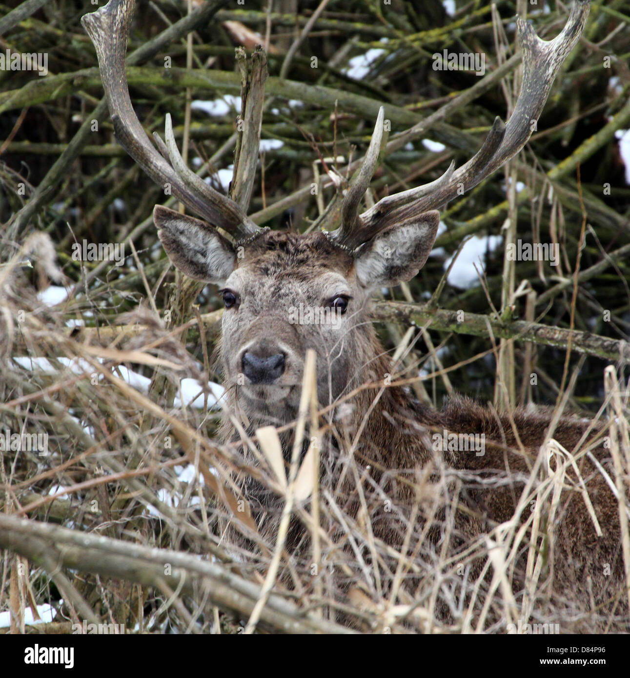Close-up of a mature antlered  Red Deer stag (Cervus elaphus) hiding in dense forest Stock Photo