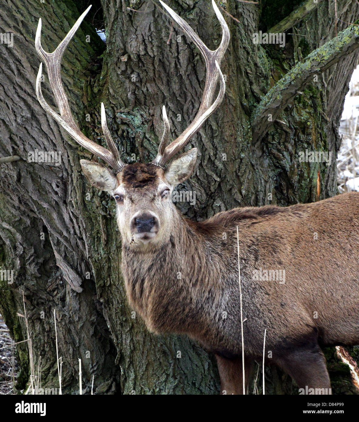 Close-up of a mature antlered  Red Deer stag (Cervus elaphus) in a winter setting Stock Photo