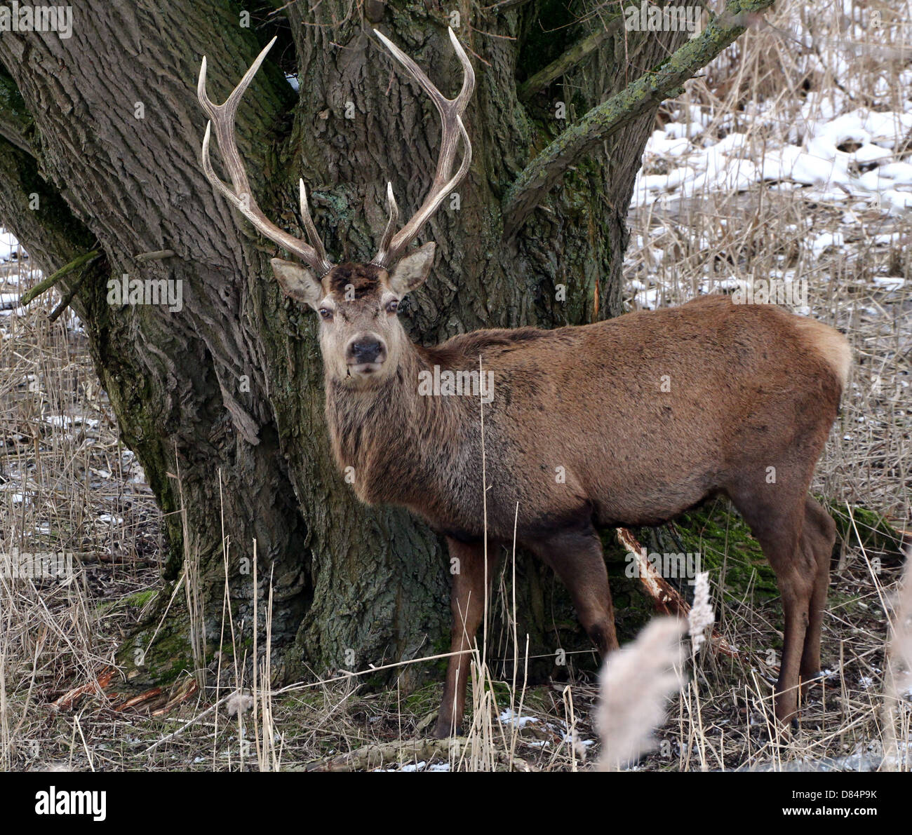 Close-up of a mature antlered  Red Deer stag (Cervus elaphus) in a winter setting Stock Photo