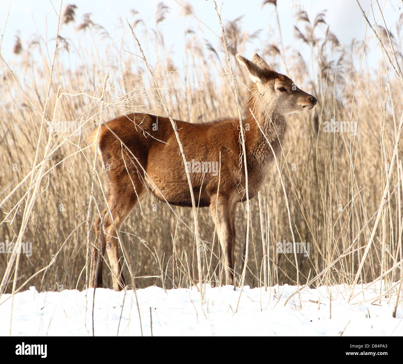 Close-up of a mature  Red Deer doe (Cervus elaphus) in winter in the  Oostvaardersplassen, Flevoland, Netherlands Stock Photo