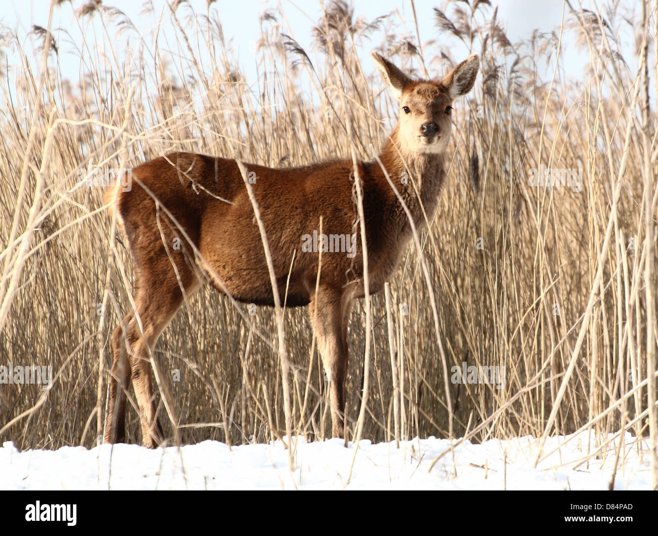 Close-up of a mature  Red Deer doe (Cervus elaphus) in a winter setting Stock Photo