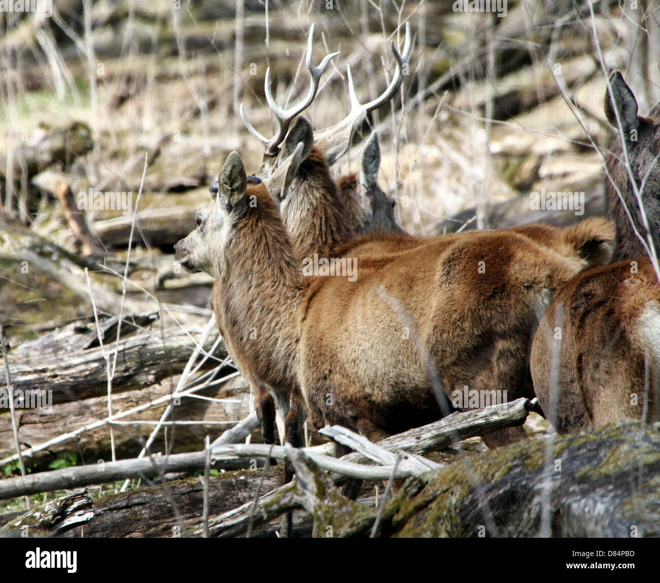 Close-up of a herd of  Red Deer stags & does (Cervus elaphus) among dead trees at Oostvaardersplassen, Flevoland, Netherlands Stock Photo