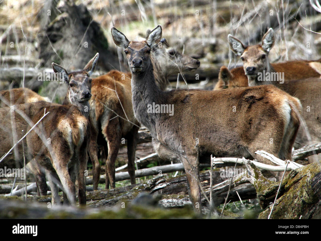 Close-up of a herd of  mature   Red Deer stags and does (Cervus elaphus) Stock Photo