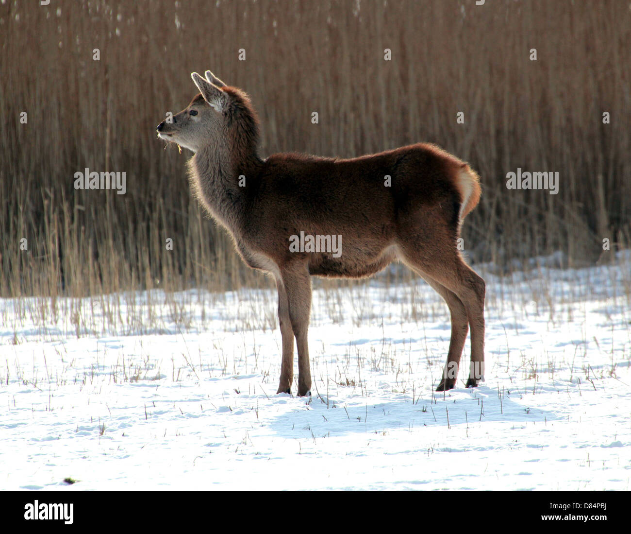 Close-up of a mature  Red Deer doe (Cervus elaphus) in a winter setting at Oostvaardersplassen, Flevoland, Netherlands Stock Photo