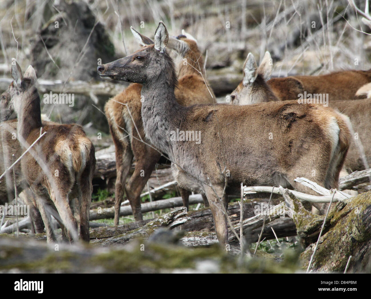 Close-up of a herd of  mature   Red Deer stags and does (Cervus elaphus) Stock Photo