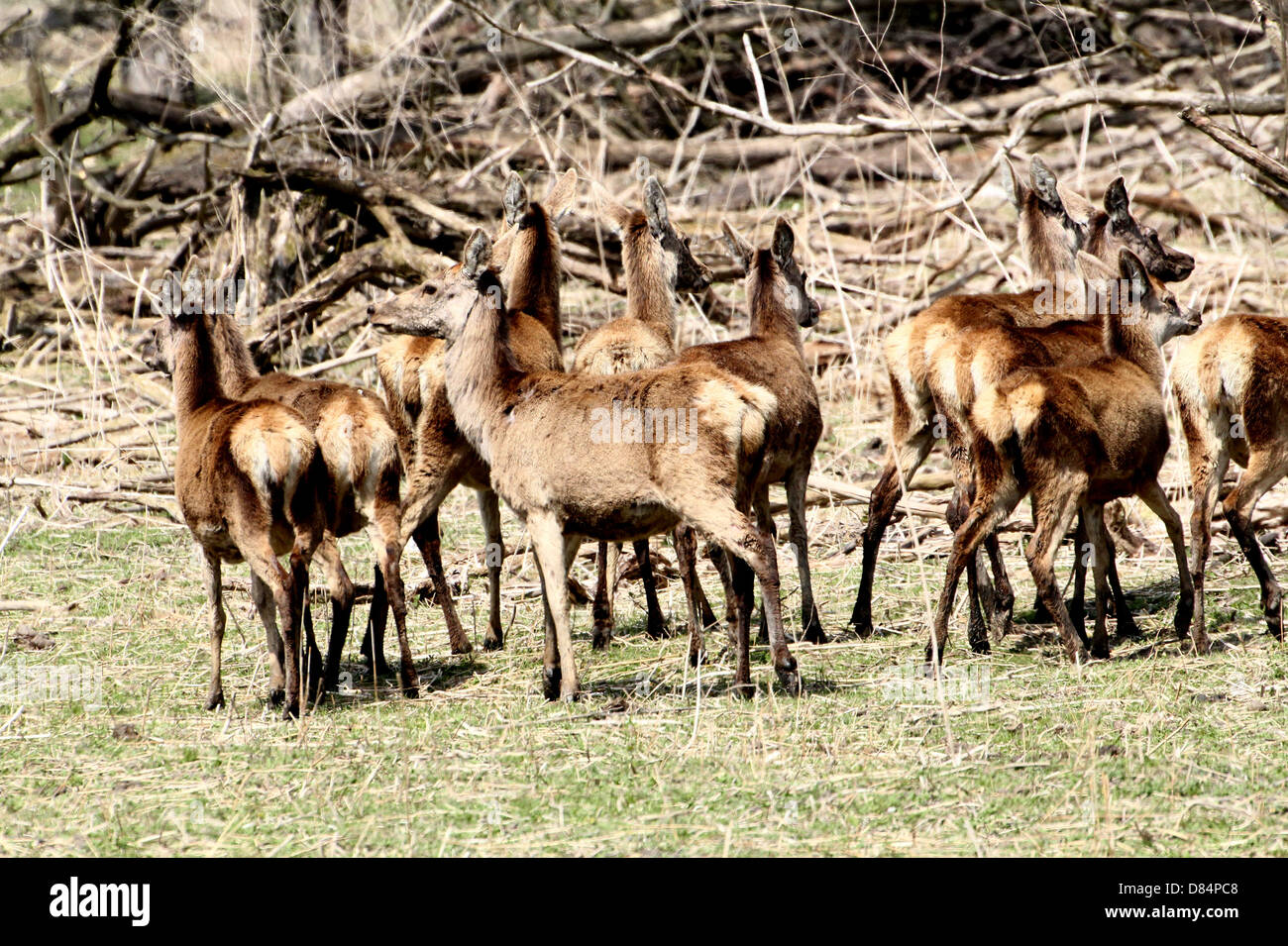 Close-up of a herd of  mature   Red Deer stags and does (Cervus elaphus) at Oostvaardersplassen, Flevoland, Netherlands Stock Photo