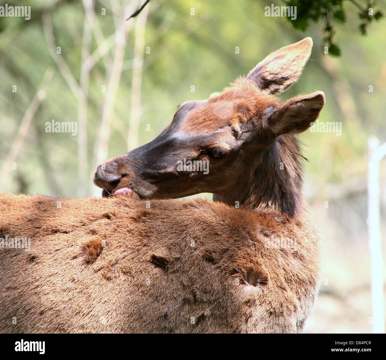 Close-up of a mature Red Deer doe (Cervus elaphus)  licking her fur Stock Photo