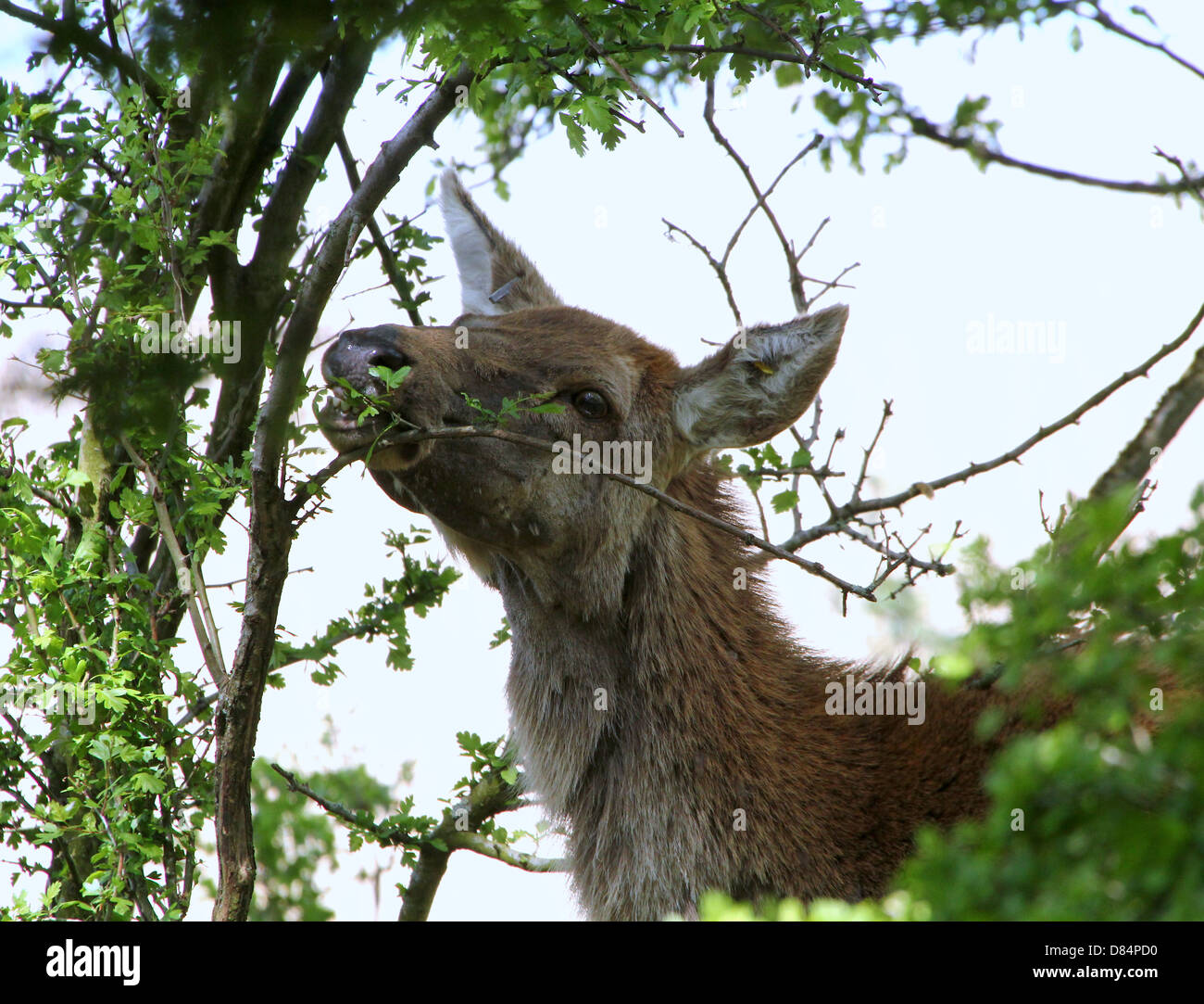 Close-up of a mature  Red Deer doe (Cervus elaphus) eating juicy green leaves Stock Photo