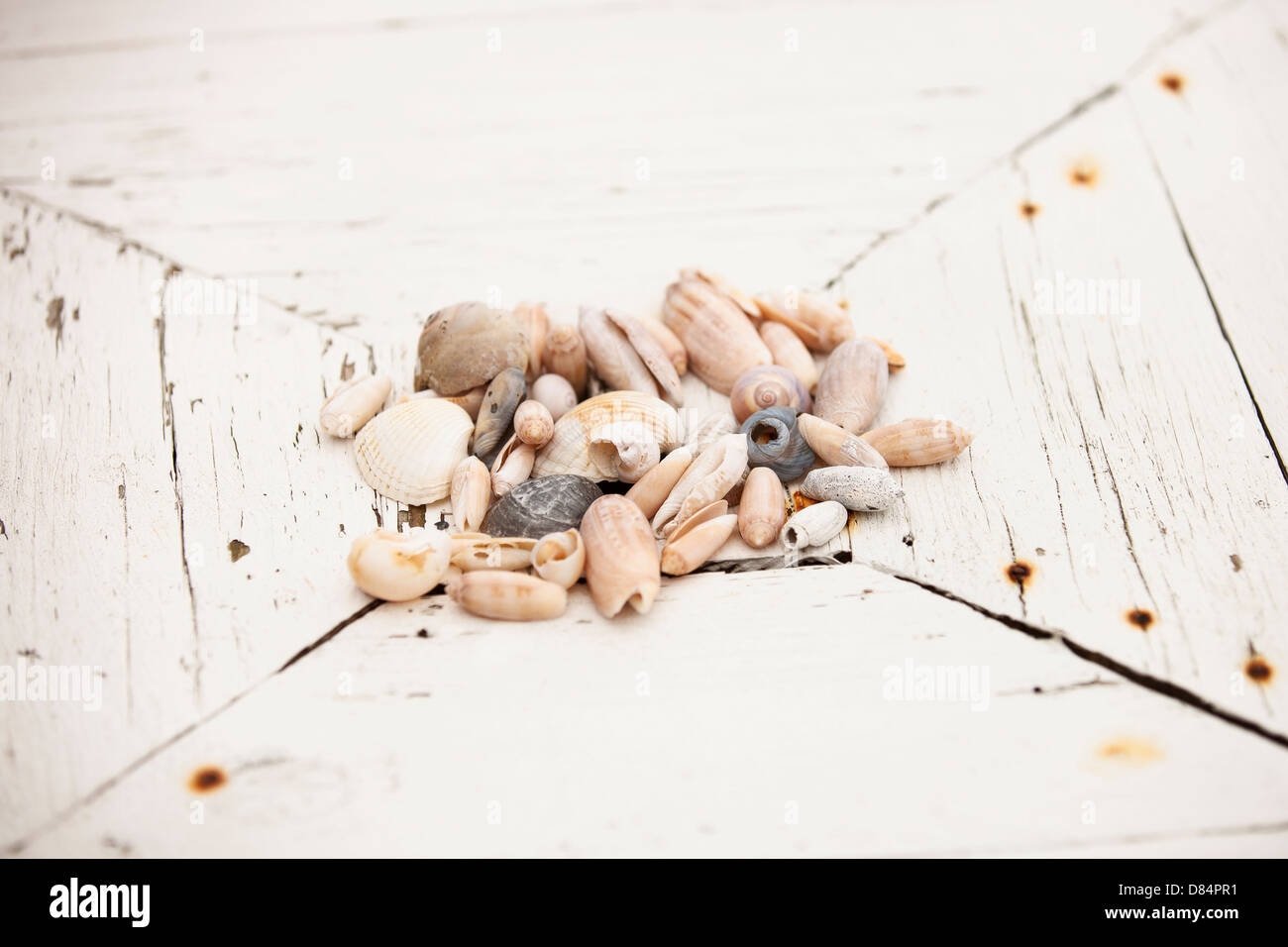 Group of sea shells resting on table Stock Photo