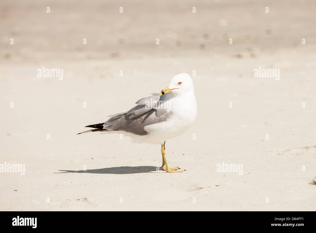Seagull at beach Stock Photo