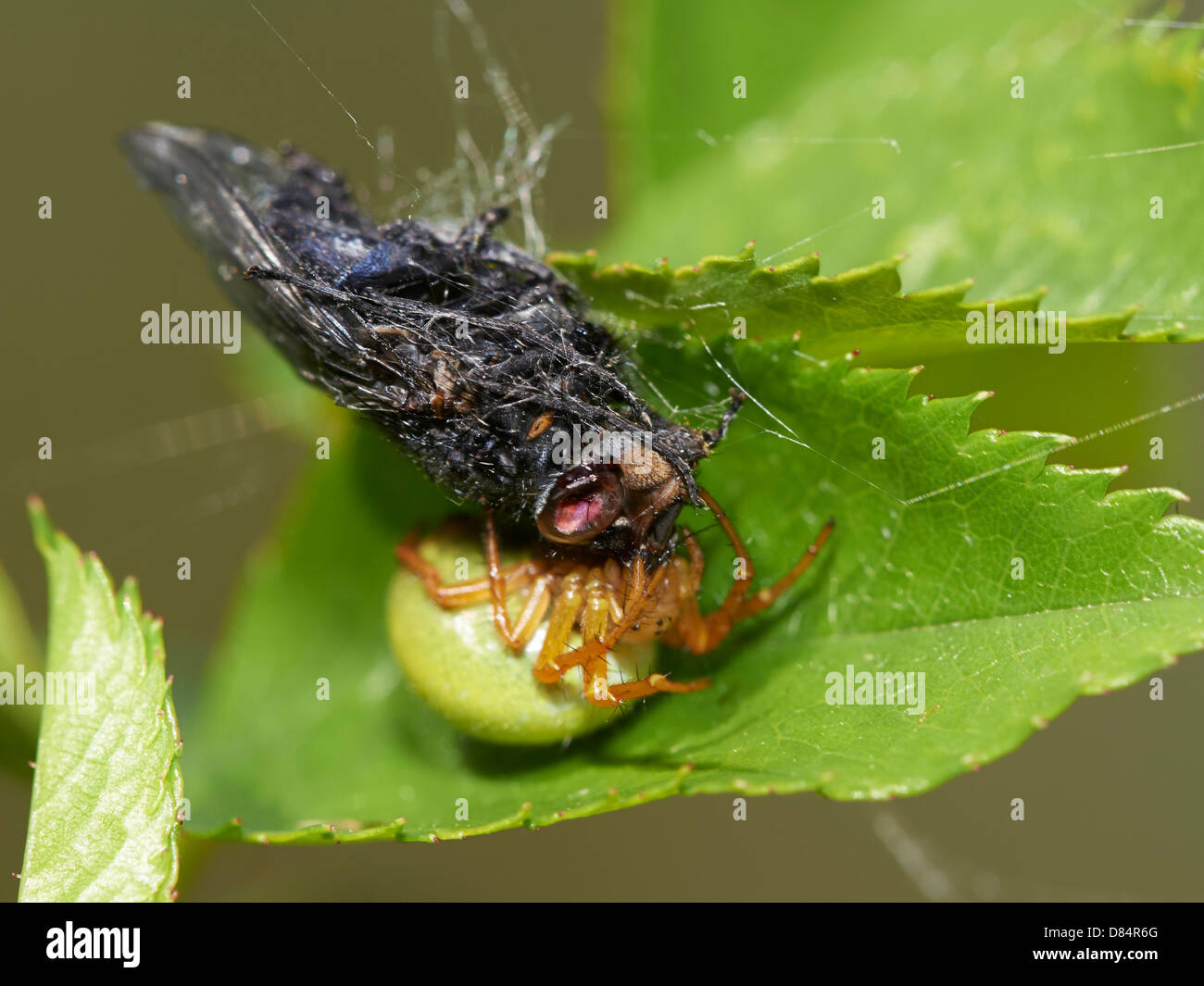 Spiders larder hires stock photography and images Alamy