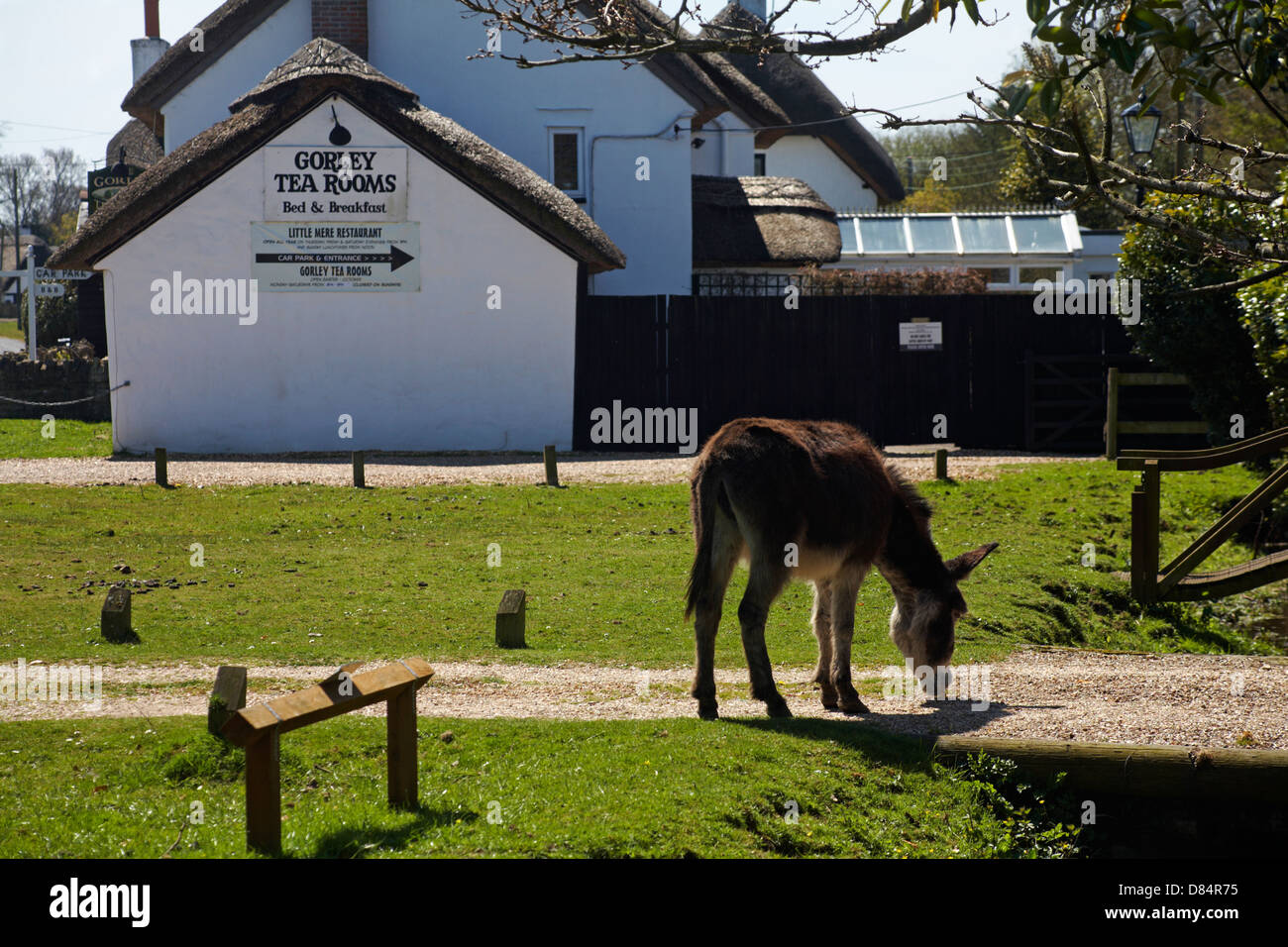 donkey outside Gorley tea rooms at New Forest National Park, Hampshire UK in April Stock Photo