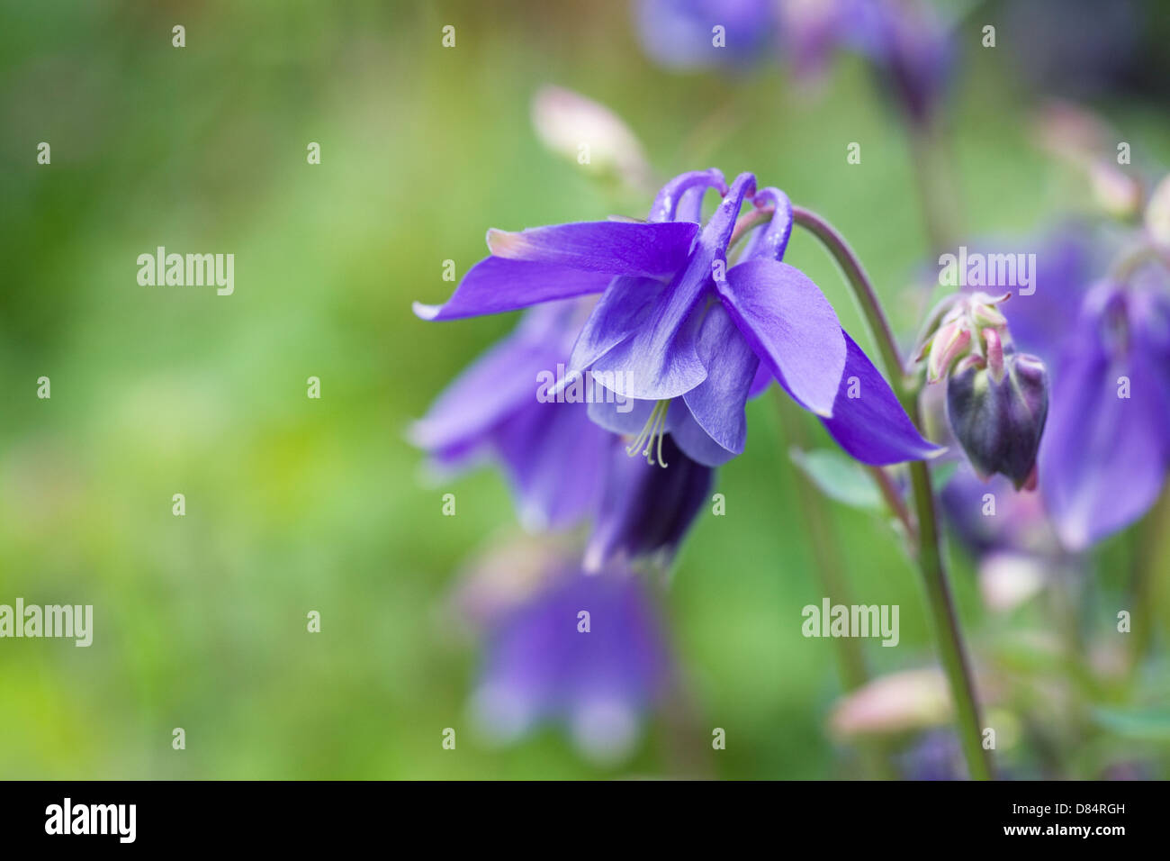 Aquilegia vulgaris. Blue Columbine flowers in the garden. Stock Photo