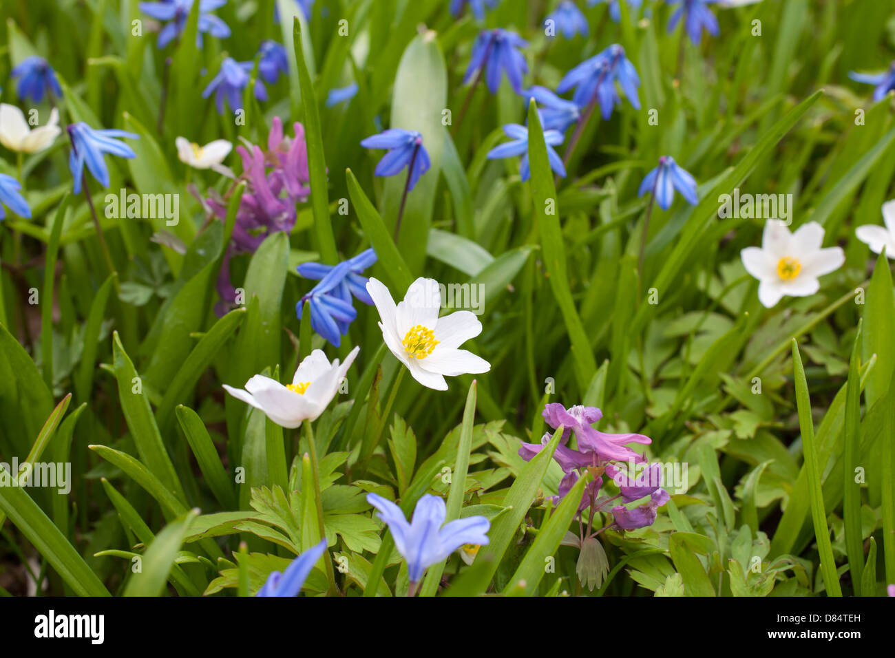 Spring flowers Stock Photo