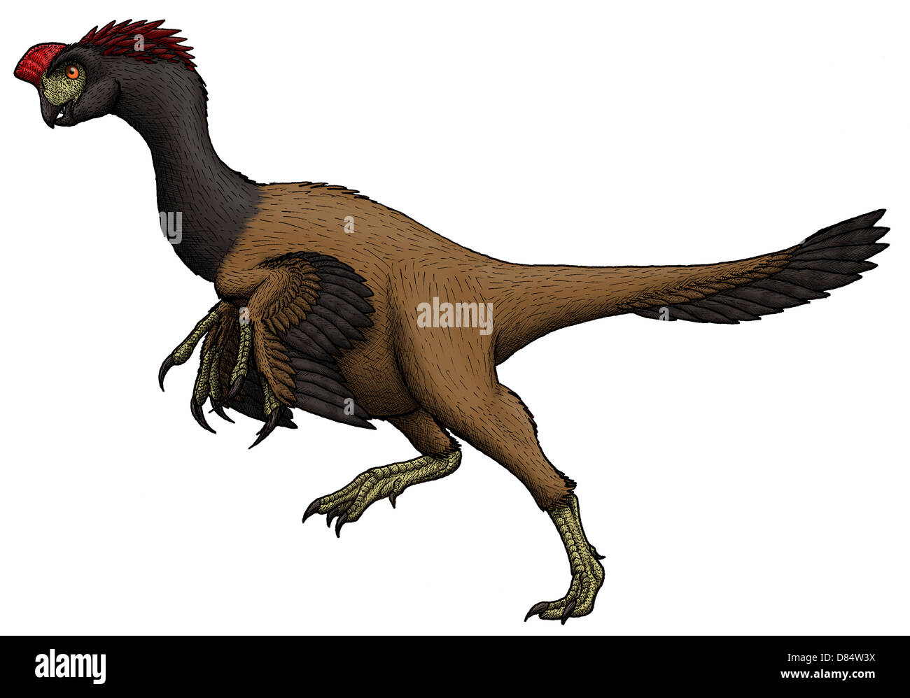 Citipati, a Mongolian oviraptorid from the Cretaceous Period. Stock Photo