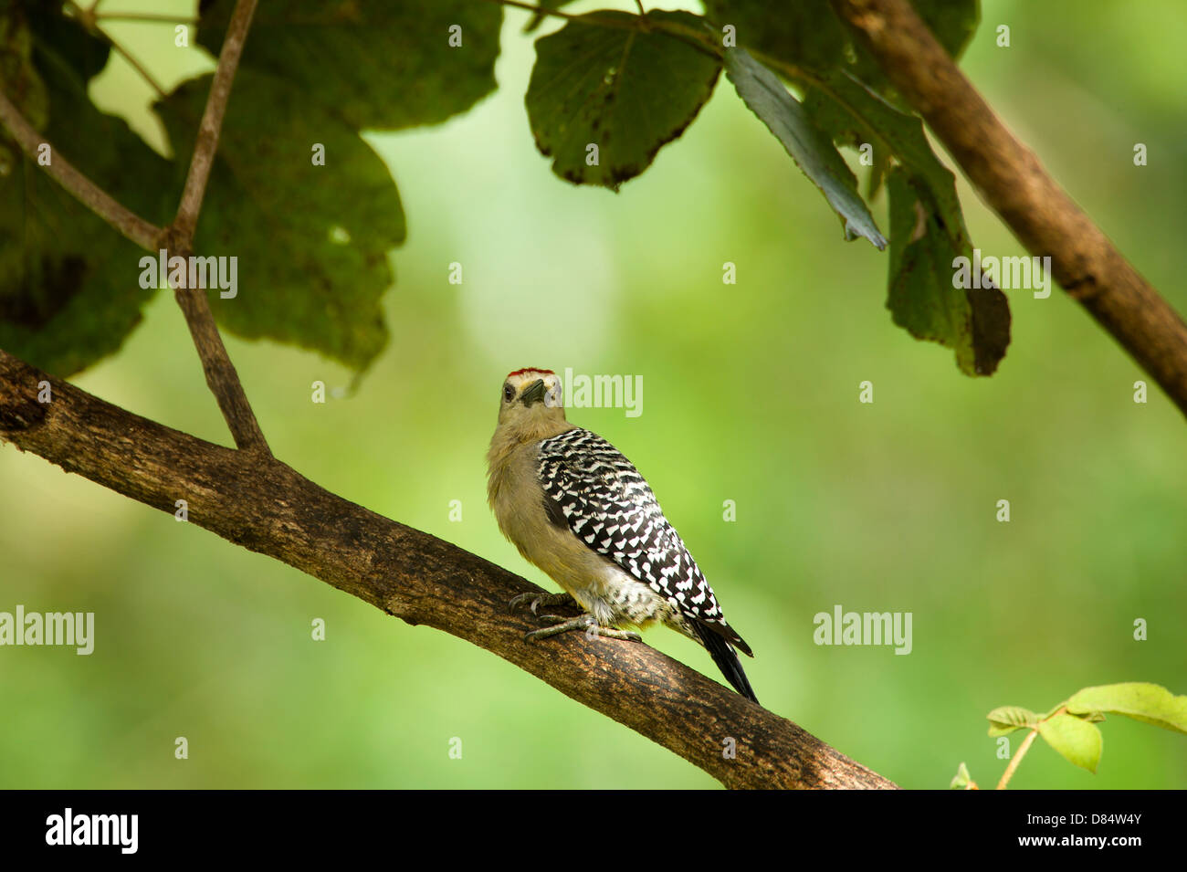 hoffmann's woodpecker perched on a branch in Costa Rica, Central America Stock Photo