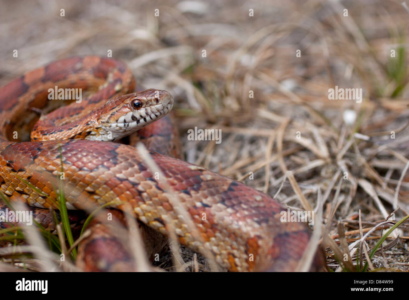 Cornsnake High Resolution Stock Photography and Images Alamy