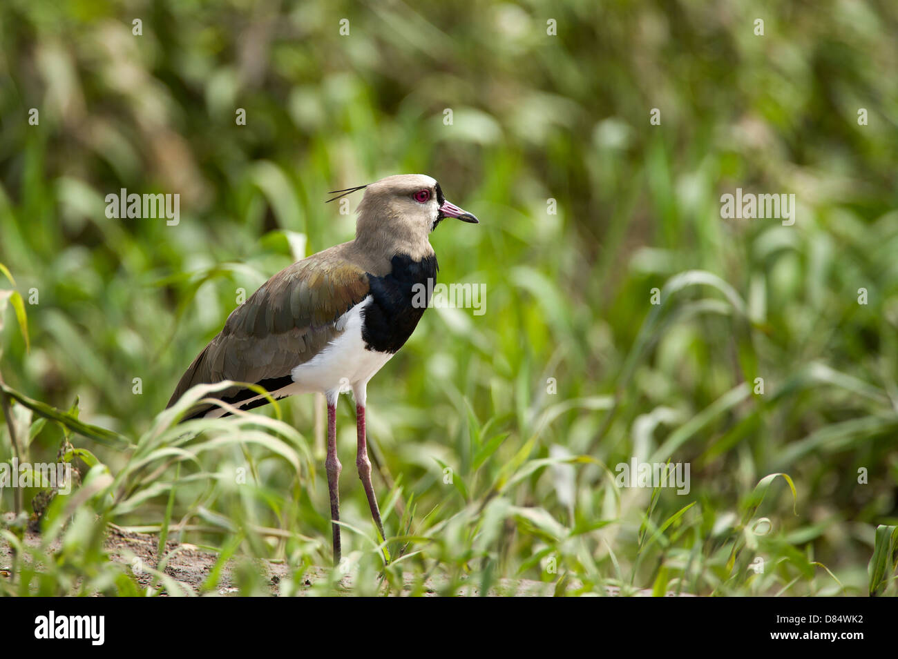 Southern Lapwing, bird walking in a mangrove in Costa Rica, Central America Stock Photo