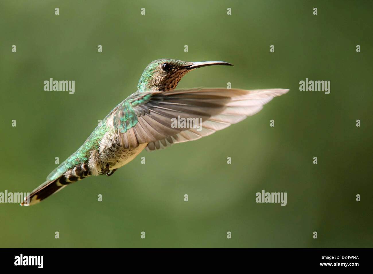 White necked jacobin hummingbird scientific name hi-res stock ...